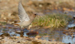 鸟麻豆,探寻神秘鸟类的传奇故事